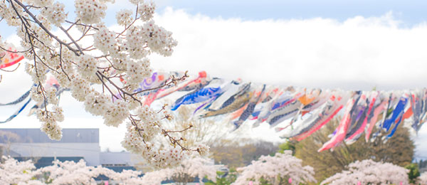 桃の節句にオススメの