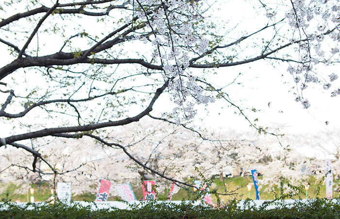 桜並木