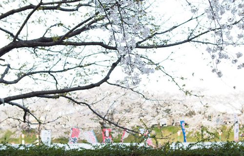 桜並木